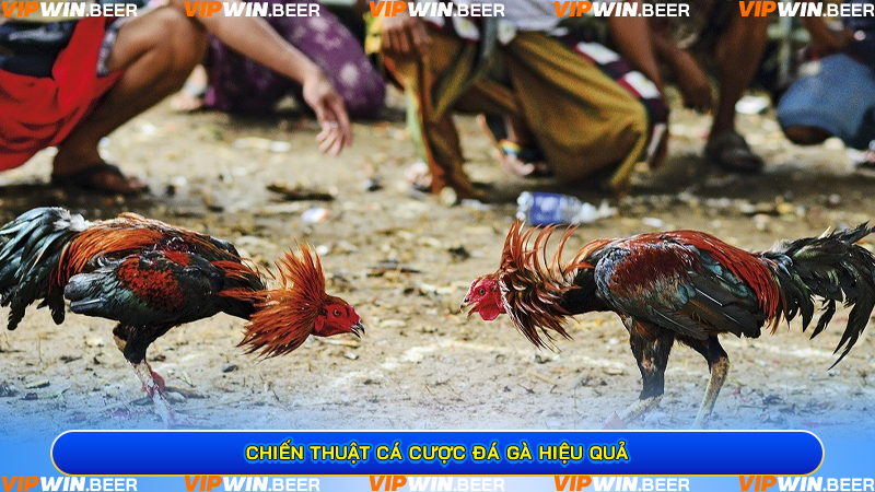 Chiến Thuật Cá Cược Đá Gà Hiệu Quả