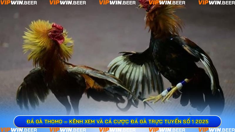 Đá Gà Thomo – Kênh Xem Và Cá Cược Đá Gà Trực Tuyến Số 1 2025