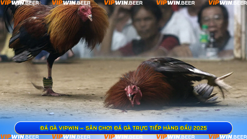 Đá Gà VIPWIN – Sân Chơi Đá Gà Trực Tiếp Hàng Đầu 2025