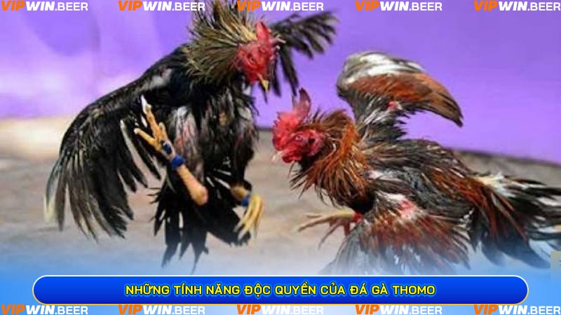 Những Tính Năng Độc Quyền Của Đá Gà Thomo